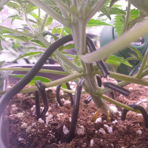 Eigener Dwarf growlog timeline photo