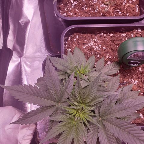 Eigener Dwarf growlog timeline photo
