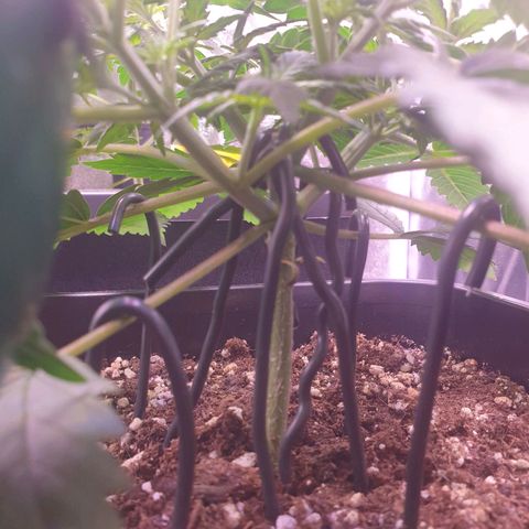 Royal Dwarf Auto growlog timeline photo