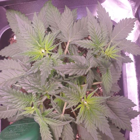 Royal Dwarf Auto growlog timeline photo