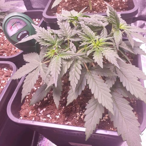 Royal Dwarf Auto growlog timeline photo