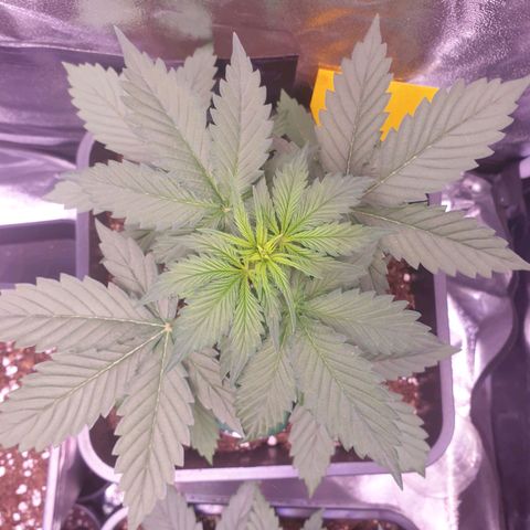 Pink Runtz Auto growlog timeline photo