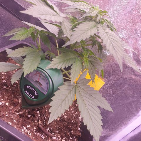 Pink Runtz Auto growlog timeline photo