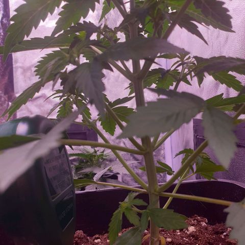 Pink Runtz Auto growlog timeline photo