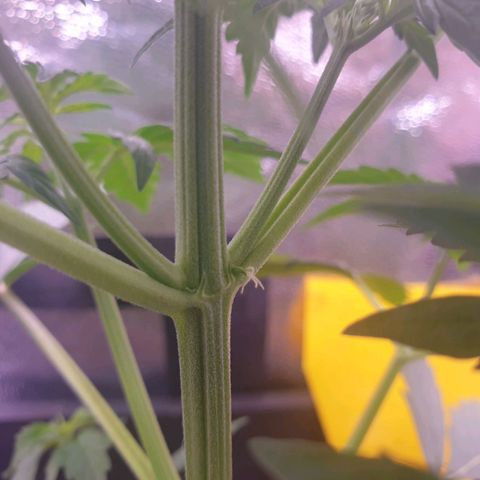 Pink Runtz Auto growlog timeline photo