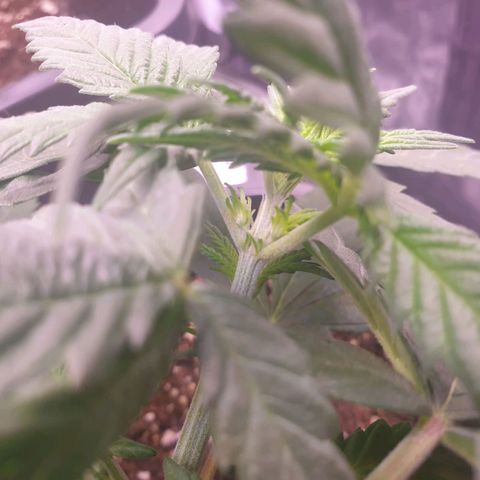 Royal Dwarf Auto growlog photo: Vorblüte