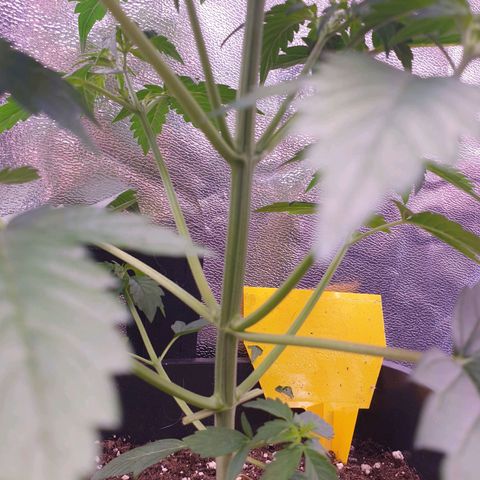 Pink Runtz Auto growlog timeline photo