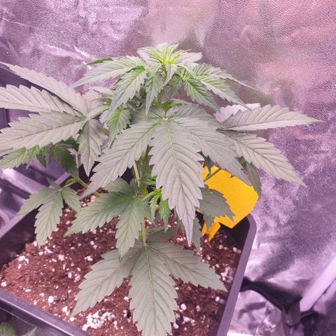 Pink Runtz Auto growlog timeline photo