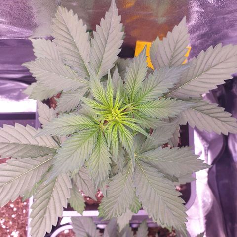 Pink Runtz Auto growlog timeline photo