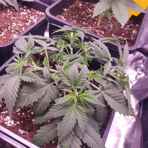 Royal Dwarf Auto growlog timeline photo