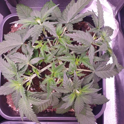 Royal Dwarf Auto growlog timeline photo