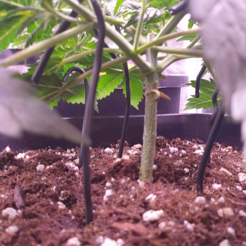 Royal Dwarf Auto growlog timeline photo