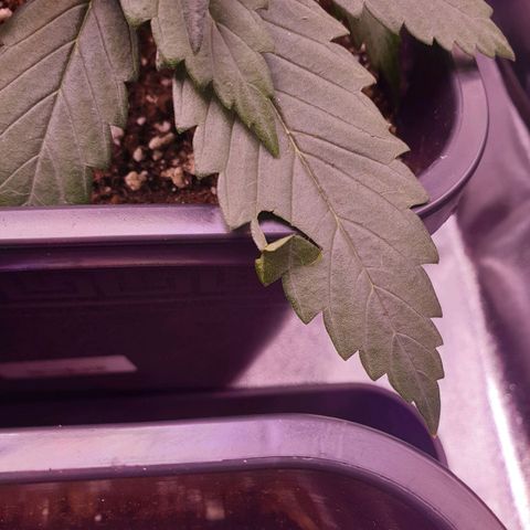 Royal Dwarf Auto growlog photo: Beim verschieben der Töpfe :'c