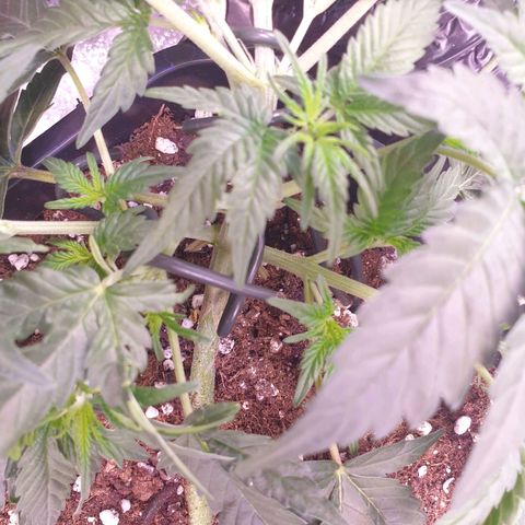 Eigener Dwarf growlog timeline photo