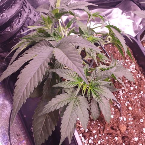 Eigener Dwarf growlog timeline photo