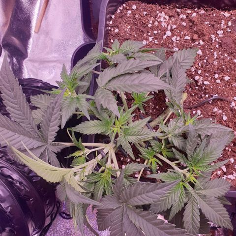 Eigener Dwarf growlog timeline photo