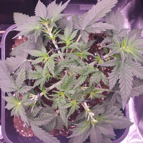 Royal Dwarf Auto growlog photo: Die vier Blätter noch belassen. Mal schauen wie die sich entwickeln