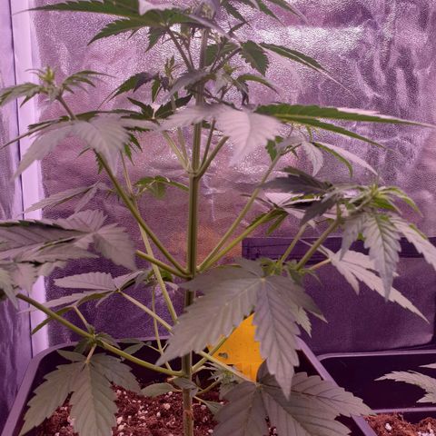 Pink Runtz Auto growlog timeline photo