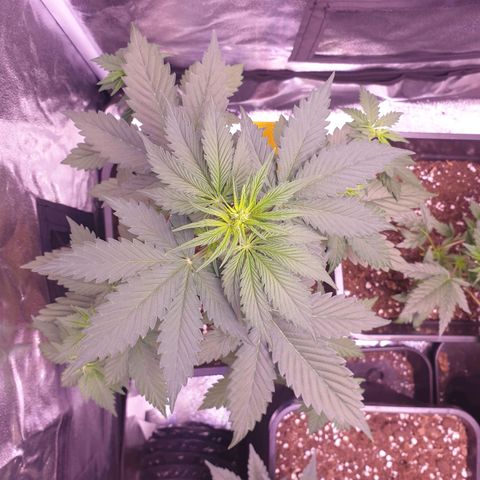 Pink Runtz Auto growlog timeline photo