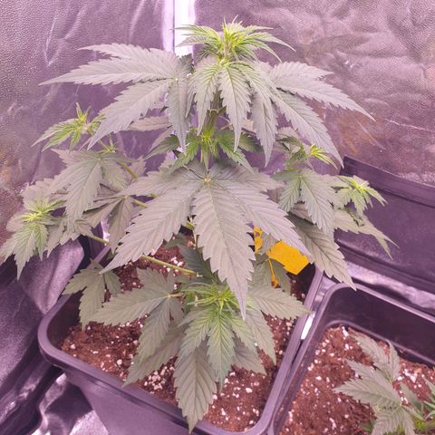Pink Runtz Auto growlog timeline photo