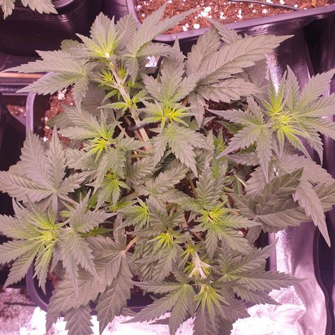 Royal Dwarf Auto growlog timeline photo