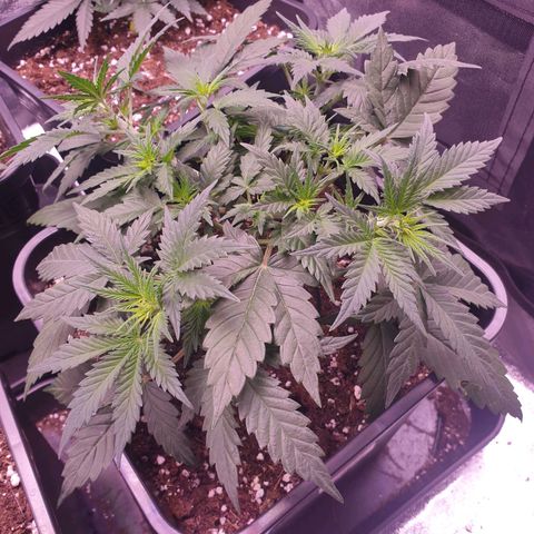 Royal Dwarf Auto growlog timeline photo