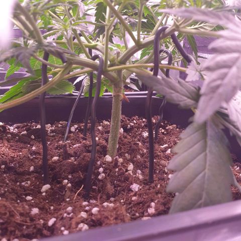 Royal Dwarf Auto growlog timeline photo
