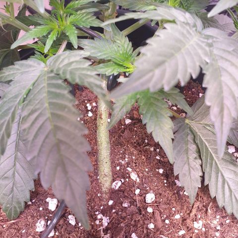 Eigener Dwarf growlog timeline photo