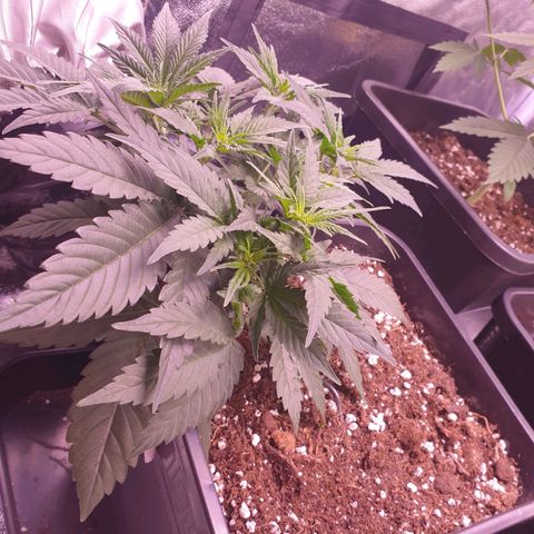 Eigener Dwarf growlog timeline photo