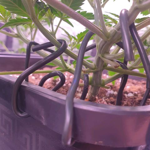 Eigener Dwarf growlog timeline photo