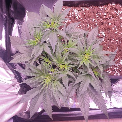 Eigener Dwarf growlog timeline photo