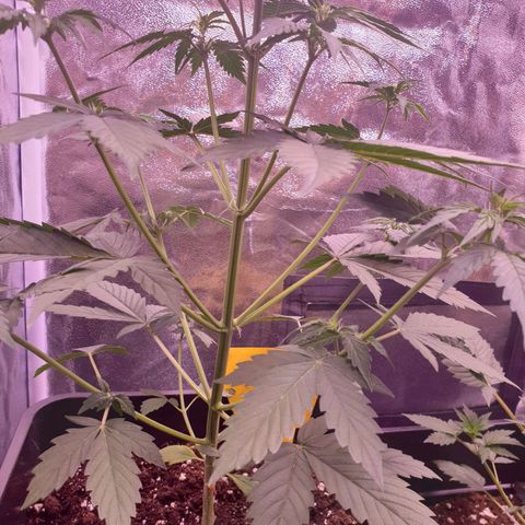 Pink Runtz Auto growlog timeline photo