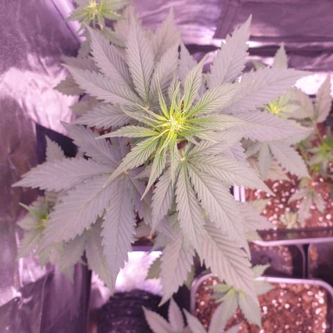 Pink Runtz Auto growlog timeline photo