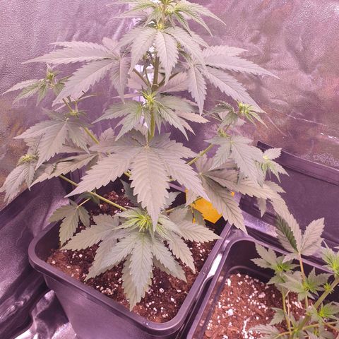 Pink Runtz Auto growlog timeline photo