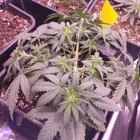 Royal Dwarf Auto growlog timeline photo
