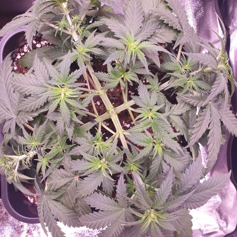 Royal Dwarf Auto growlog timeline photo