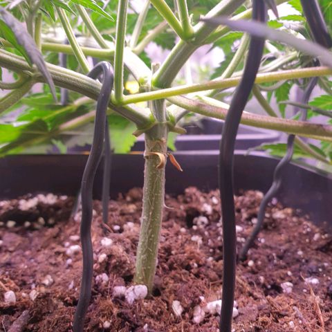 Royal Dwarf Auto growlog timeline photo
