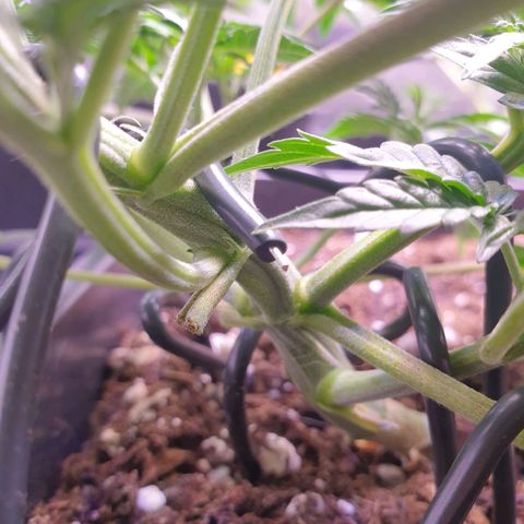 Eigener Dwarf growlog timeline photo