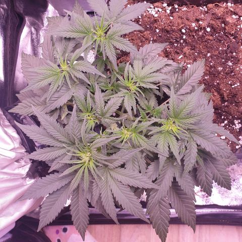 Eigener Dwarf growlog timeline photo