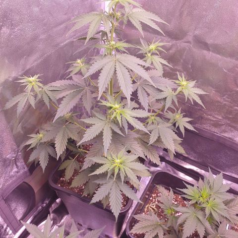 Pink Runtz Auto growlog timeline photo