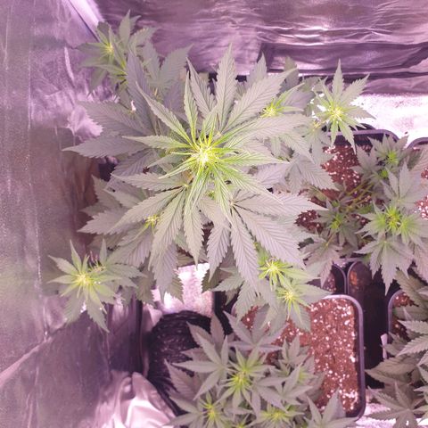 Pink Runtz Auto growlog timeline photo