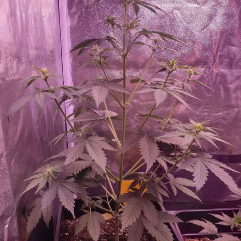 Pink Runtz Auto growlog timeline photo