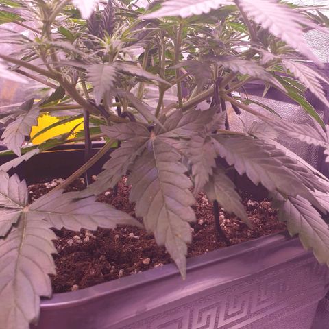 Royal Dwarf Auto growlog timeline photo