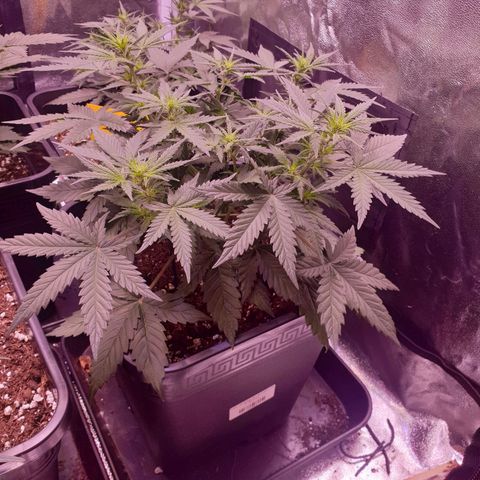 Royal Dwarf Auto growlog timeline photo