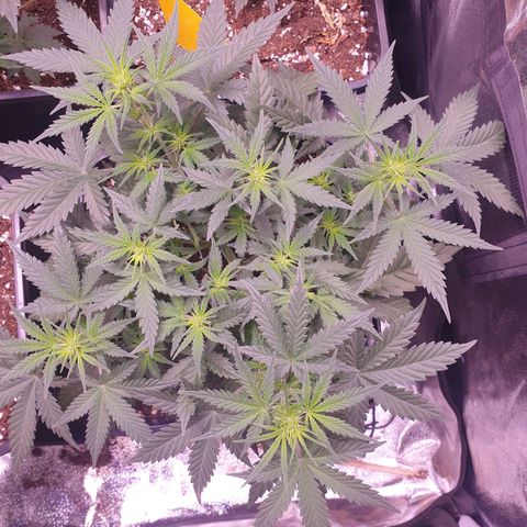 Royal Dwarf Auto growlog timeline photo