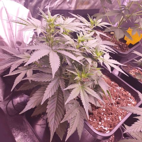 Eigener Dwarf growlog timeline photo