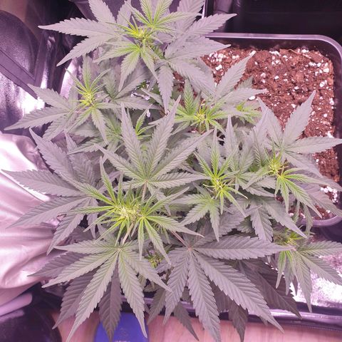 Eigener Dwarf growlog timeline photo
