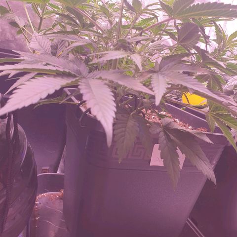 Eigener Dwarf growlog timeline photo