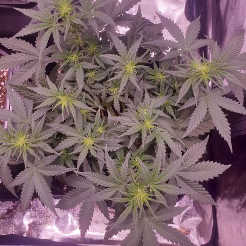 Royal Dwarf Auto growlog timeline photo