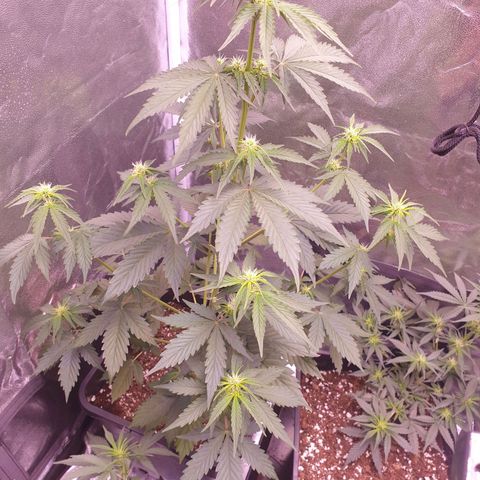 Pink Runtz Auto growlog timeline photo